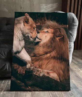 Картина на холсте (лев львы львица любовь пара и) 70 50 вертикально  интерьерная в комнату на стену в спальню - купить по низкой цене в  интернет-магазине OZON (581099719)