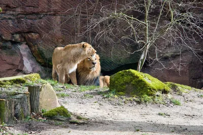 У них любовь»: сибирячка сняла на видео, как лев и львица в зоопарке  нежатся на солнышке - KP.RU