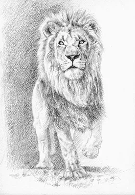 карандашный рисунок льва рисунок льва карандашом Сделай сам #yandeximages |  Рисунок, Изображения животных, Рисовать животных