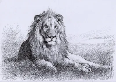 Как нарисовать льва карандашом поэтапно для начинающих