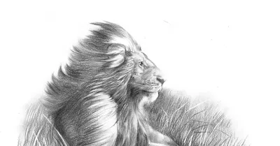 Лев простым карандашом | Пикабу