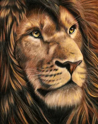 Как нарисовать льва карандашом. Поэтапный туториал - YouTube
