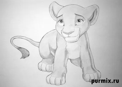 Как нарисовать льва карандашом поэтапно для начинающих