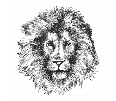 Эскиз льва карандашом произведение искусства иллюстрация белый фоновое  изображение ai создано искусство | Премиум Фото
