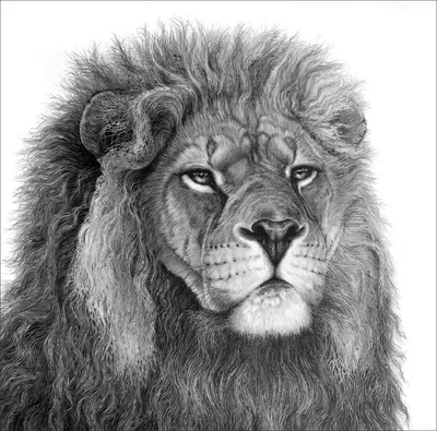 Эскиз льва карандашом произведение искусства иллюстрация белый фоновое  изображение ai создано искусство | Премиум Фото