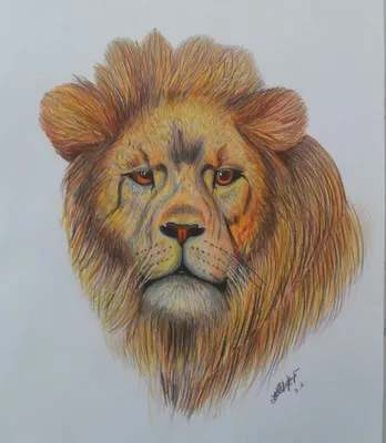 Большой чёрно-белый рисунок льва карандашами в паспарту 40*54 см №691681 -  купить в Украине на Crafta.ua