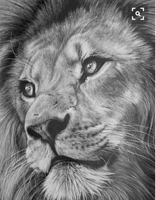 Голова льва эскиз - 62 фото