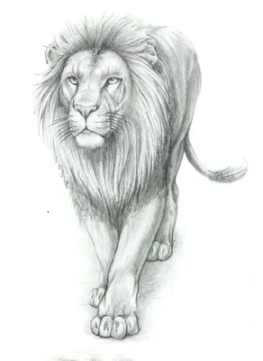 Рисунок льва карандашом: как нарисовать, мастер-класс, фото, видео -  Рисунки карандашом поэтапно