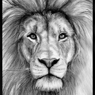 Рисунки льва карандашом для срисовки (30 фото) 🔥 Прикольные картинки и юмор