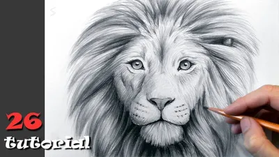 Рисунки льва для срисовки (100 фото) • Прикольные картинки KLike.net