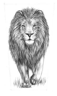 Рисунки льва карандашом для срисовки (30 фото) 🔥 Прикольные картинки и юмор