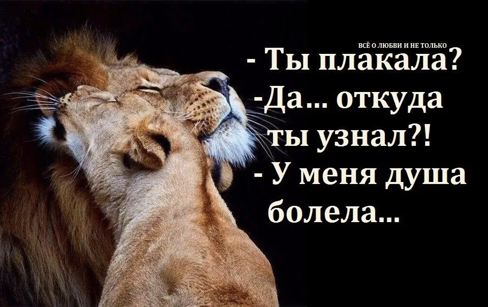Фразы про льва. Львица со словами. Душа Льва. Лев и львица цитаты. Львица с надписями.