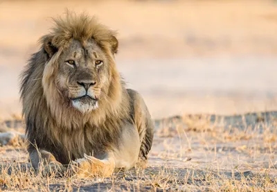 лев рычит с открытой пастью, картинка рыкающего льва фон картинки и Фото  для бесплатной загрузки