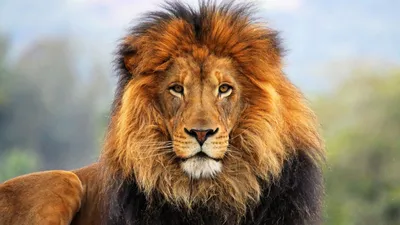 лев - царь зверей с золотой короной на голове. Стоковое Изображение -  изображение насчитывающей мазок, вышесказанного: 274940309