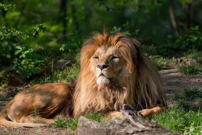 Лев - царь зверей - Блог