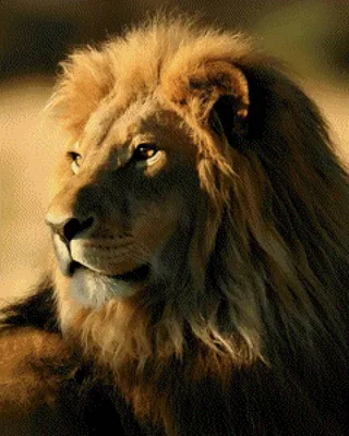 Лев царь зверей, Гиперреализм, осень…» — создано в Шедевруме