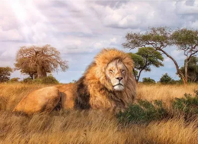 ᐉ Алмазная мозаика Лев царь зверей 40x30 см (27234)