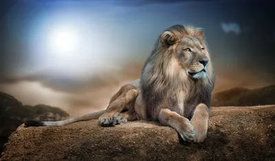 Лев Царь Зверей Африке - Бесплатное фото на Pixabay - Pixabay