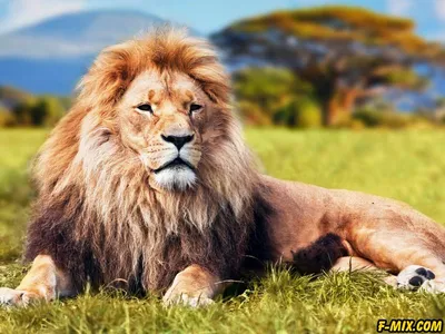 Лев, царь зверей, красиво, …» — создано в Шедевруме