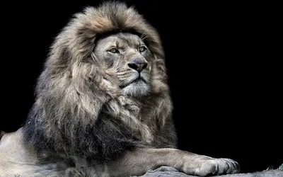 Картинка лев Большие кошки царь зверей животное