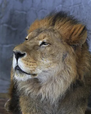 Царь зверей, лев альбинос, щенок …» — создано в Шедевруме