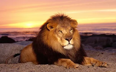 Обои лев, царь зверей, большая кошка, камень картинки на рабочий стол, фото  скачать бесплатно
