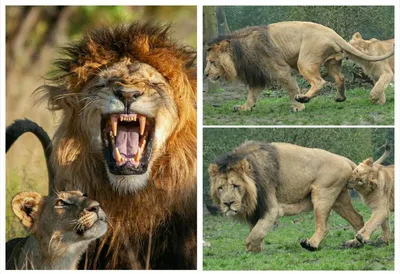 Модульная картина Лев - царь зверей - купить у производителя