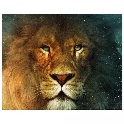 лев #царь #зверей 💪🦁 | Instagram