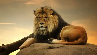 Почему лев – царь зверей? | алексей фомин | Дзен