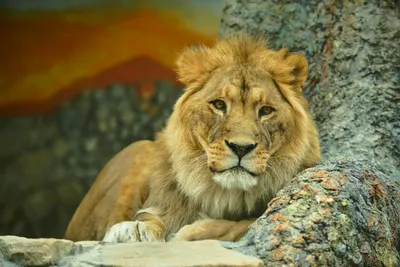 Почему лев – царь зверей?