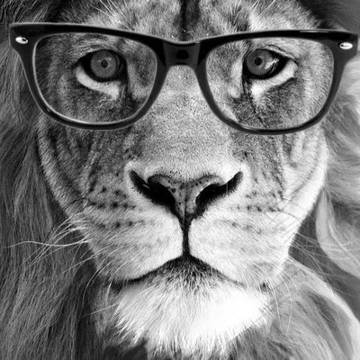 Купить наклейку лев с короной в очках