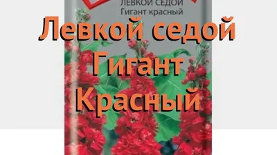 Семена Левкой Изысканный смесь 0,1г купить с доставкой в МЕГАСТРОЙ Россия