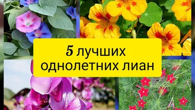 4 самых неприхотливых однолетних цветущих лианы для сада и дачи | Любимая  усадьба | Дзен