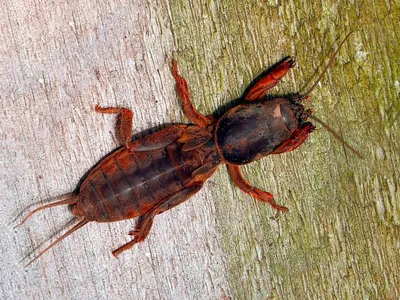 В чем отличие личинки майского жука и медведки - фото и описание