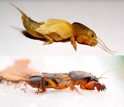 Личинки каких насекомых могут оставить вас без урожая | Дела огородные  (Огород.ru)