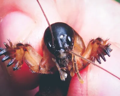 Майский жук: какой вред он наносит и почему надо срочно уничтожать его  личинки - Рамблер/новости