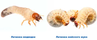 Актара 25 защита от медведки, личинки майского жука (ID#1357107899), цена:  2400 ₴, купить на Prom.ua
