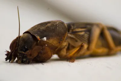 Средства борьбы с майскими жуками и их личинками – эффективные средства  уничтожения майских жуков