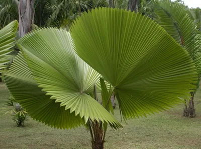 Фотография Ликуала: растение, которое приводит к успокоению