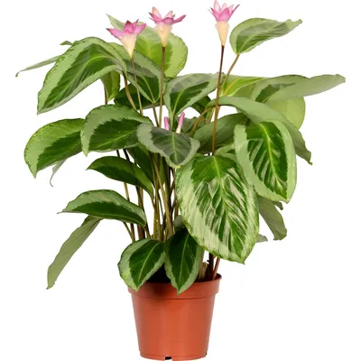 Стильное растение: фото Ликуалы