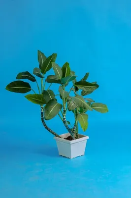 Растение, которое улучшает здоровье: фотография Ликуалы