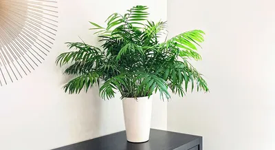 Растение, которое очищает воздух: фото Ликуалы