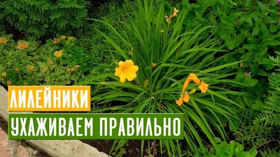 Все, что нужно знать о лилейниках 🌺 Мои любимые сорта / Садовый гид -  YouTube