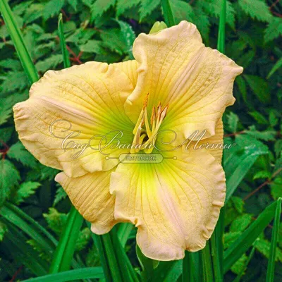 ᐅ Лилейник \"Дабл Дрим\" (Hemerocallis \"Double Dream\") купить по цене  производителя ✓доставкой почтой в магазине ❀Пролисок❀ Украина -  Интернет-магазин «Пролисок» - садовые растения почтой