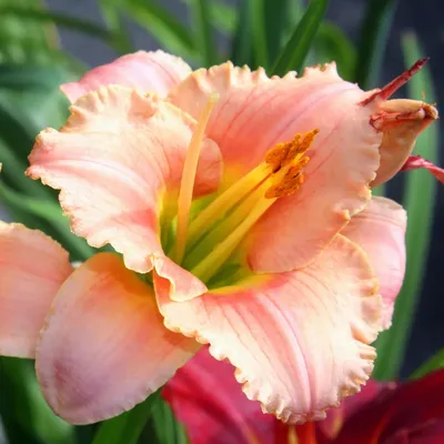 Hemerocallis Nob Hill - Питомник Хуторок