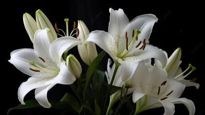 Одиночный цветок лилии стоковое изображение. изображение насчитывающей  лепесток - 32917283