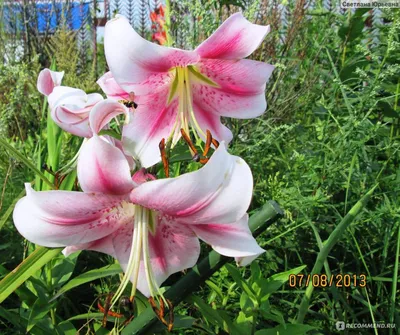 Buy Skyscraper Anastasia lily bulb Lilium 'Anastasia'