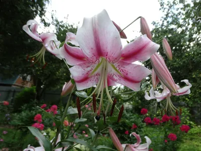 Lilium 'Anastasia' — Википедия