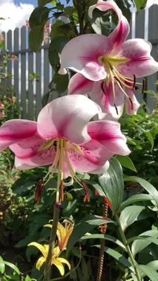 Lilium 'Anastasia' (Orienpet Lily)