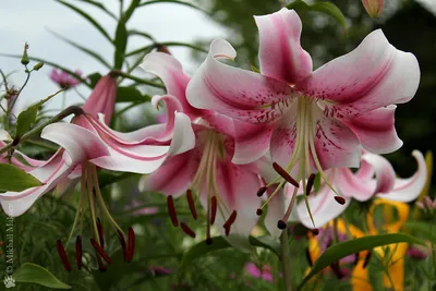 Buy Lily Anastasia Bulbs | J Parker Dutch Bulbs